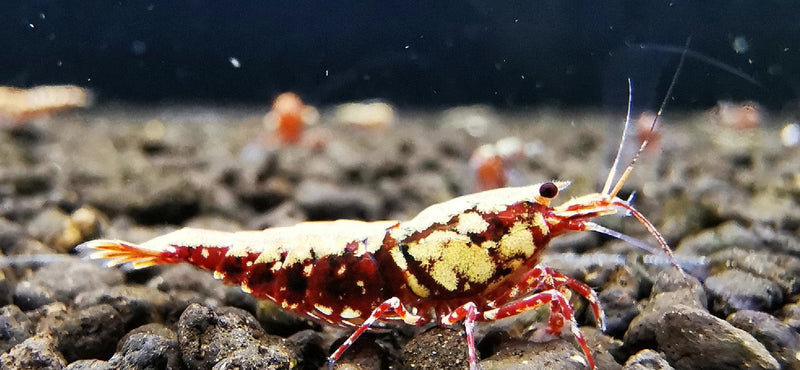 Metallic Red BOA Shrimp