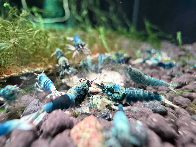 Ocean Blue Shrimp