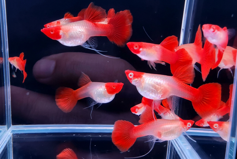 Red Cap Guppy (Poecilia reticulata)