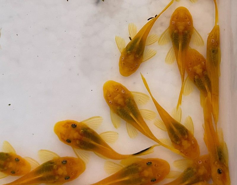 Albino Lemon Bristlenose Pleco (Ancistrus sp. L144)