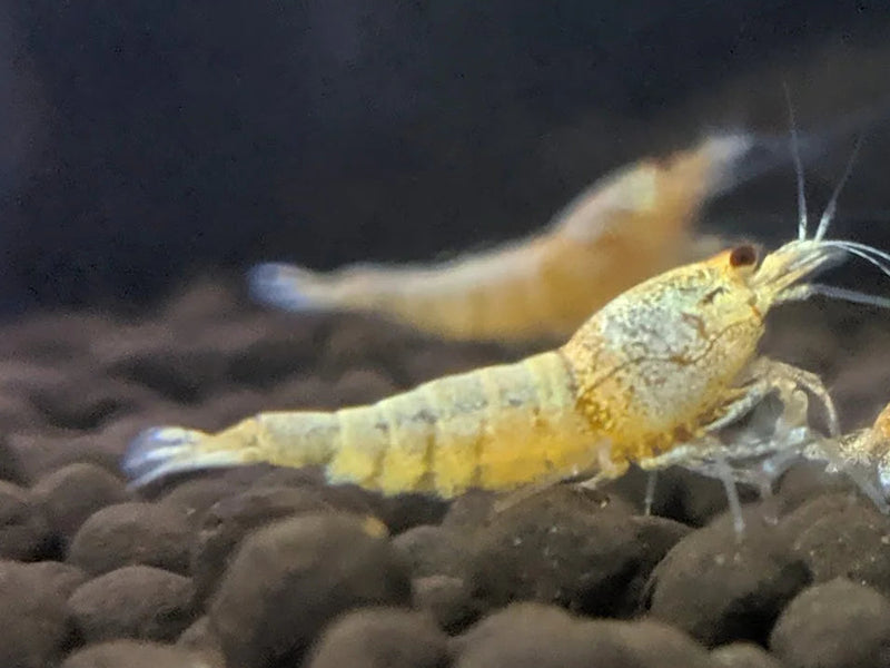 Golden Bee Shrimp