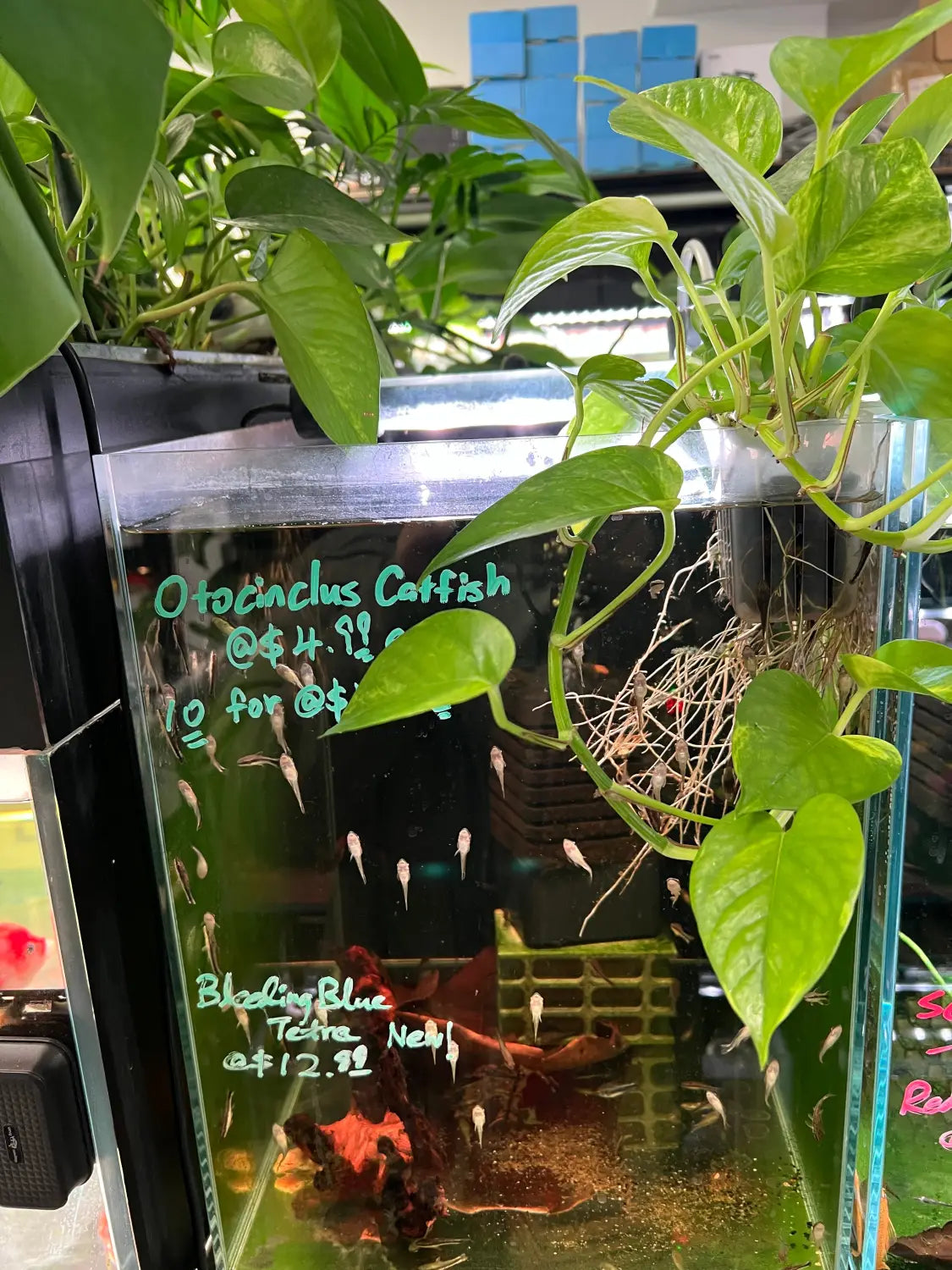 Hydroponic plants: the most underrated stability tool