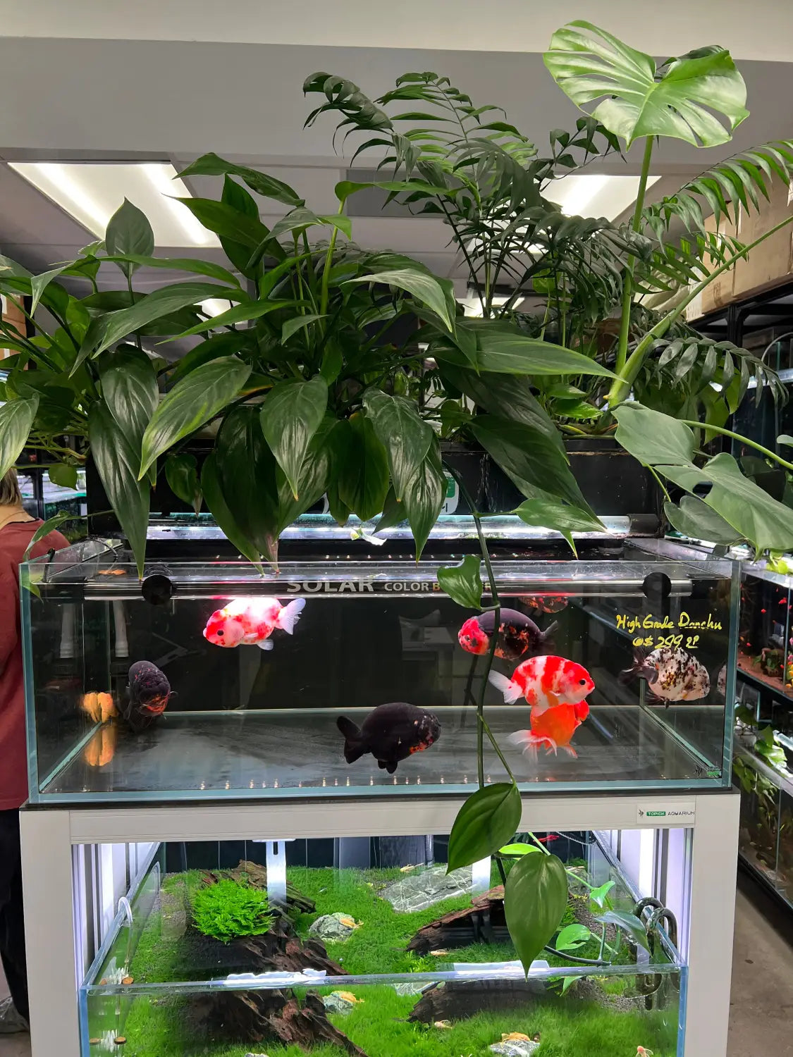 Hydroponic plants: the most underrated stability tool