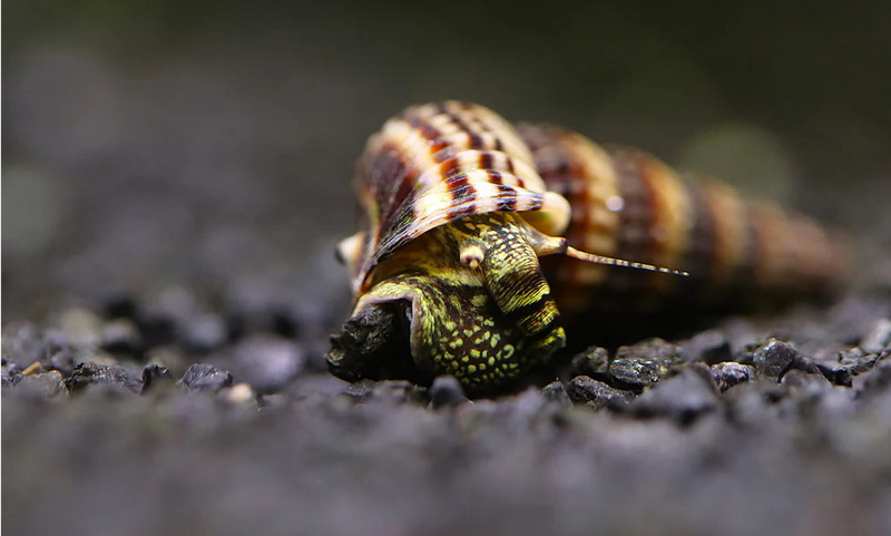 Sulawesi King Snail