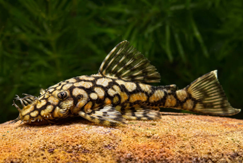 L519 Honeycomb Bristlenose Pleco
