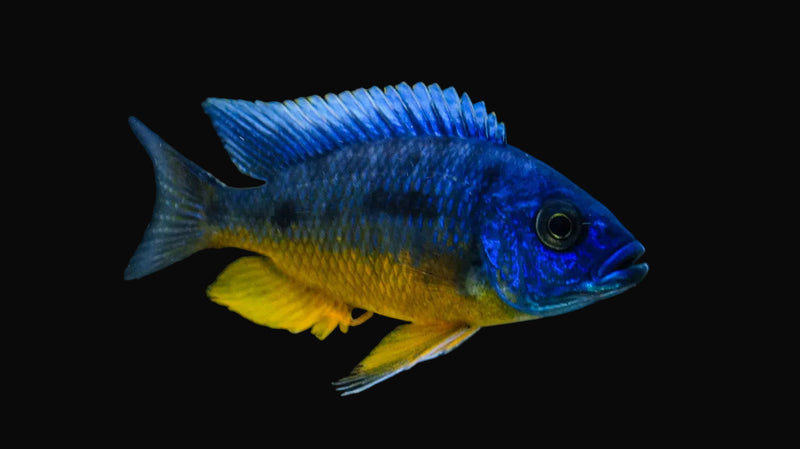 Tanzania Spilonotus Hap (Protomelas spilonotus "Tanzania")