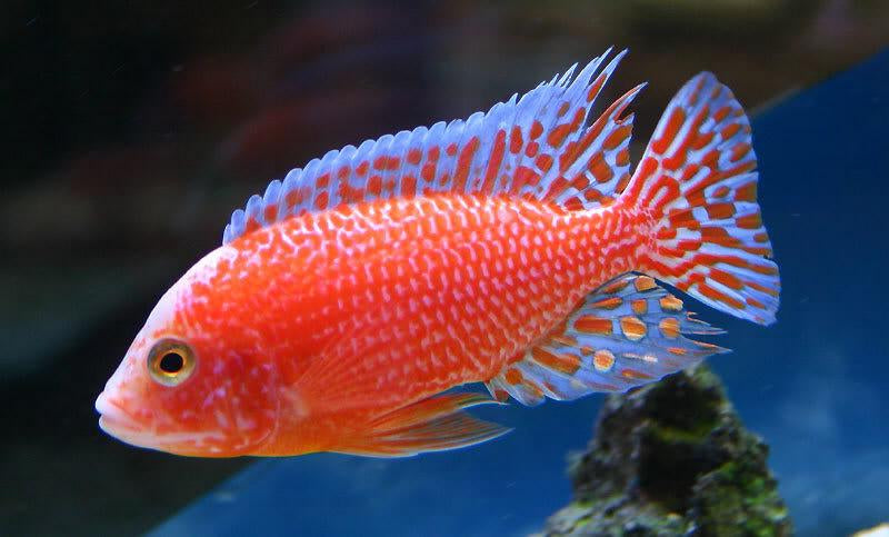 Dragon Blood Peacock (Aulonocara sp. "Dragon Blood")