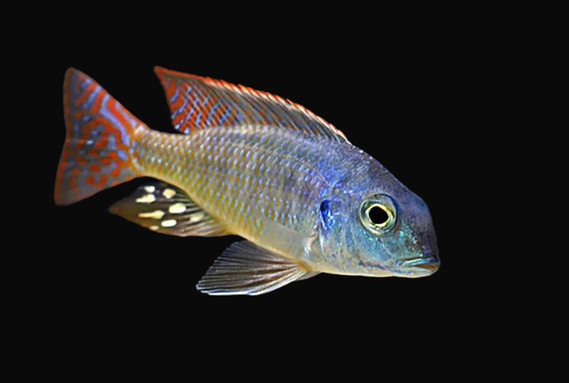 Marginatus Lethrinops (Lethrinops marginatus)