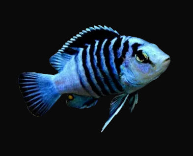 Chisumulae Labidochromis (Labidochromis chisumulae)