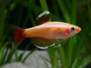 White Cloud Mountain Minnow - Topick Aquarium Canada