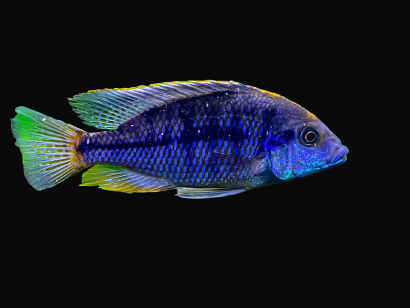 Mara Rocks Spilonotus Hap (Protomelas spilonotus "Mara Rocks")