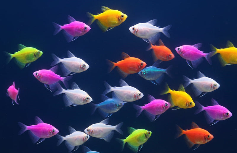 Fruit Tetra