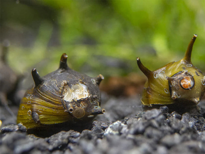 Black Thorn Nerite Snail