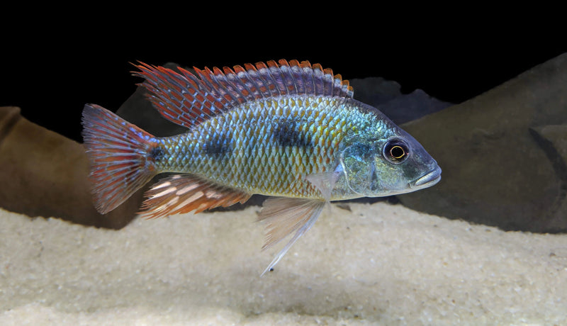 Tetrastigma Hap (Otopharynx tetrastigma)
