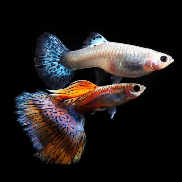Red Grass Guppy(Poecilia reticulata)