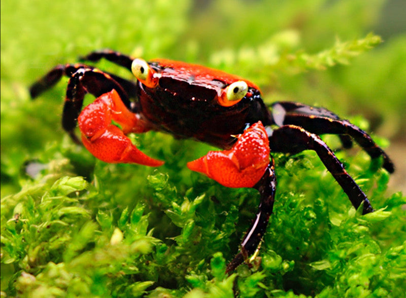 Red Devil Vampire Crab