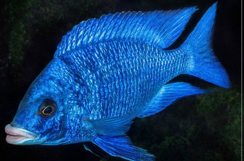 Mdoka White Lips Hap (Placidochromis phenochilus "Mdoka")