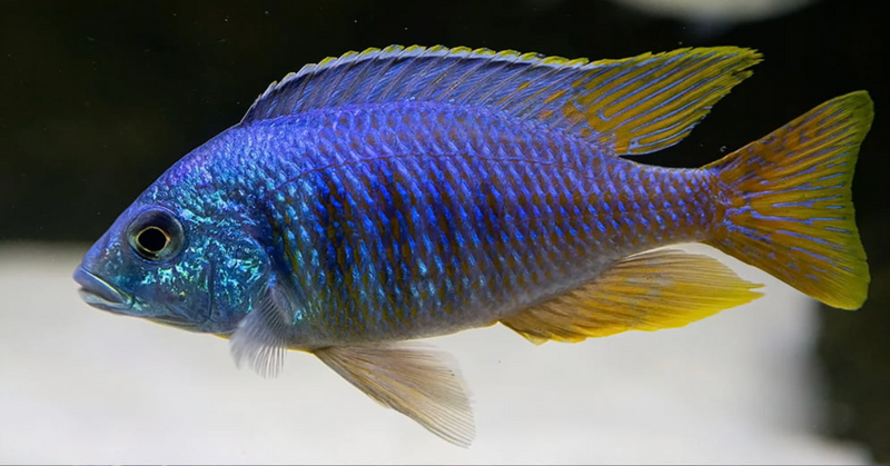 Jalo Reef Hap (Placidochromis sp. "Jalo Reef")