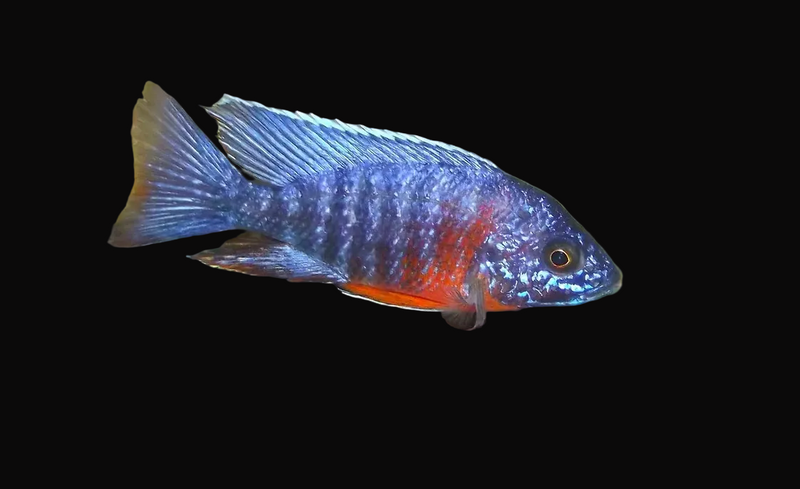 Red Belly Peacock (Aulonocara sp. "Red Belly")