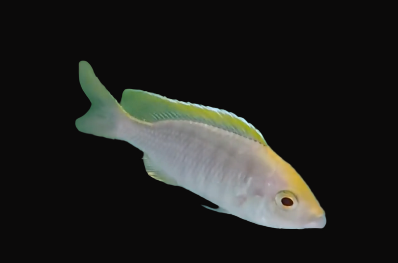 Gold Crest Kanda Hap (Copadichromis virginalis "Gold Crest Kanda")