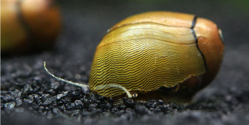 Green Tiger Nerite Snail