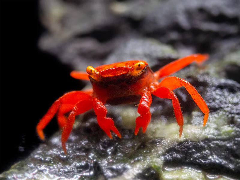 Tomato Vampire Crab