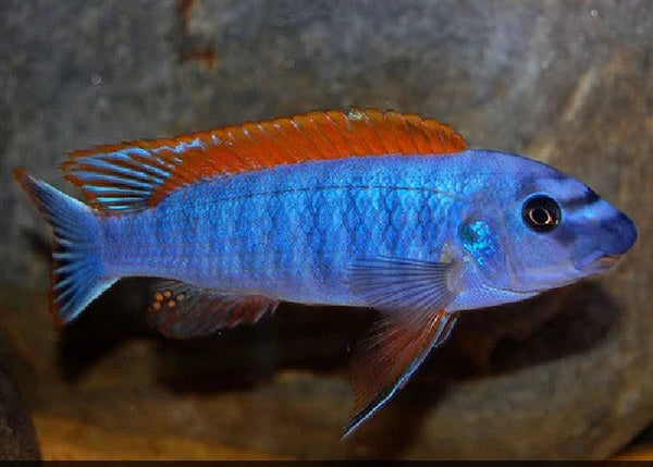 Thumbi West Red Top Mbuna (Labeotropheus trewavasae "Thumbi West Red Top")