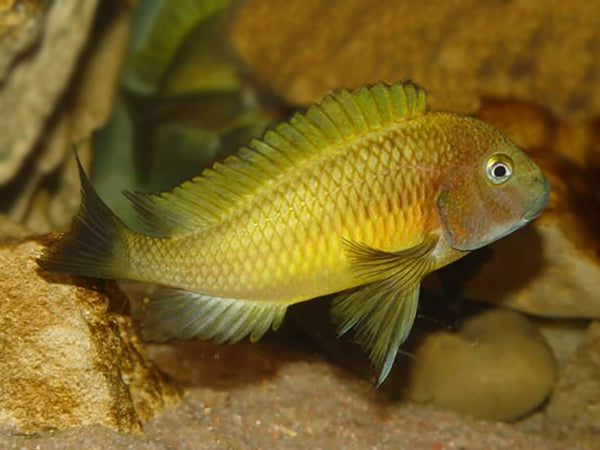 Kiriza Gold Tropheus (Tropheus sp. "Kiriza Gold")