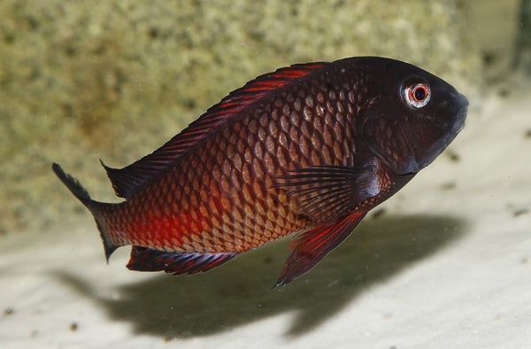 Moliro Red Tropheus (Tropheus sp. "Moliro Red")