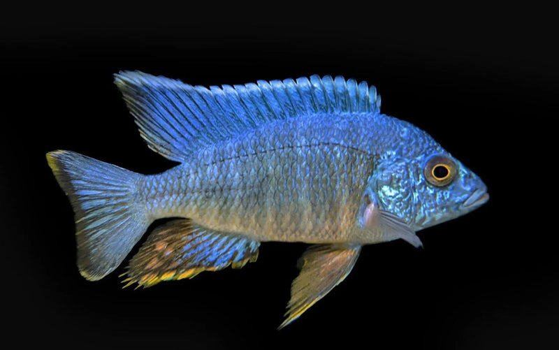 Turkis Peacock (Aulonocara sp. "Turkis")