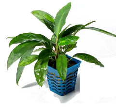 About bucephalandra which the seller never tells