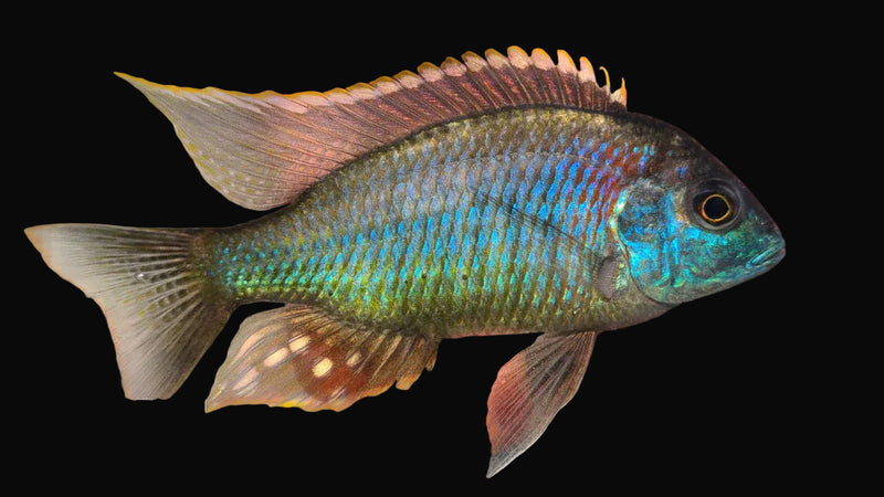 Rainbow Tanzania Lethrinops (Lethrinops sp. "Rainbow Tanzania (Mbasi)")