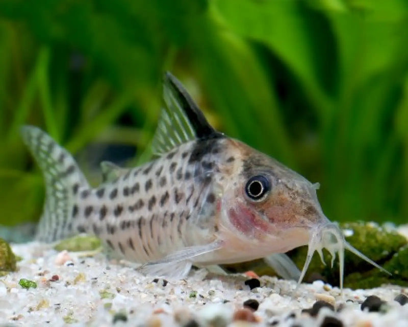 Agassiz’s catfish/netted cory - animals & pet supplies