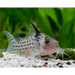 Agassiz’s catfish/netted cory - animals & pet supplies