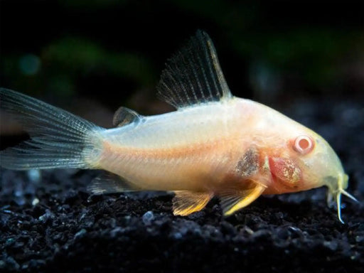 Albino corydoras sterbai - animals & pet supplies