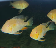 Albino Threadfin Acara - Topick Aquarium