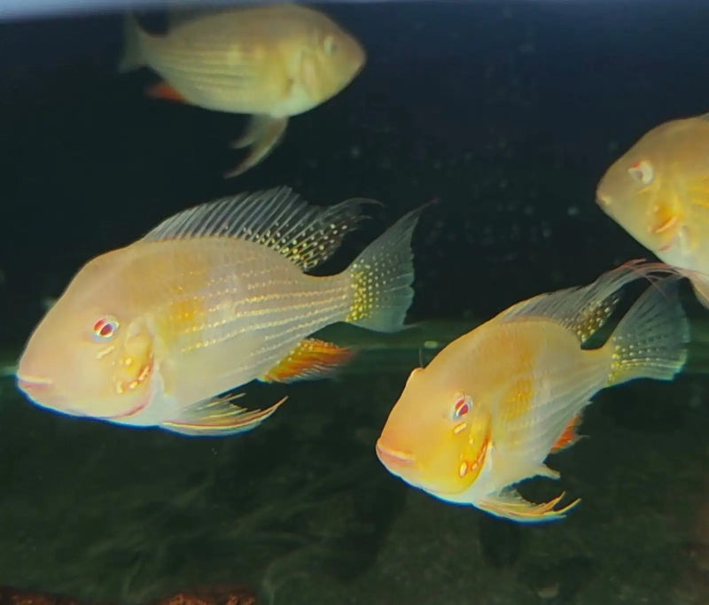 Albino Threadfin Acara - Topick Aquarium