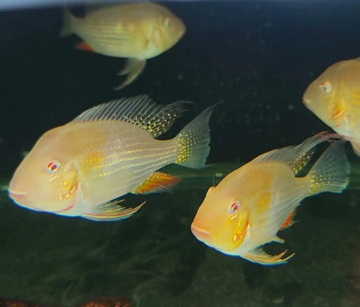 Albino heckelii geophagus - single ~ 7cm - livestock