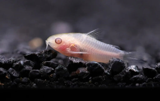 Albino pygmy cory - animals & pet supplies