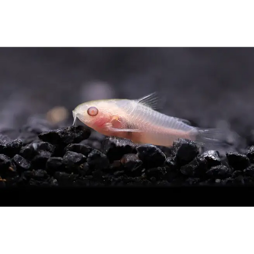 Albino pygmy cory - animals & pet supplies