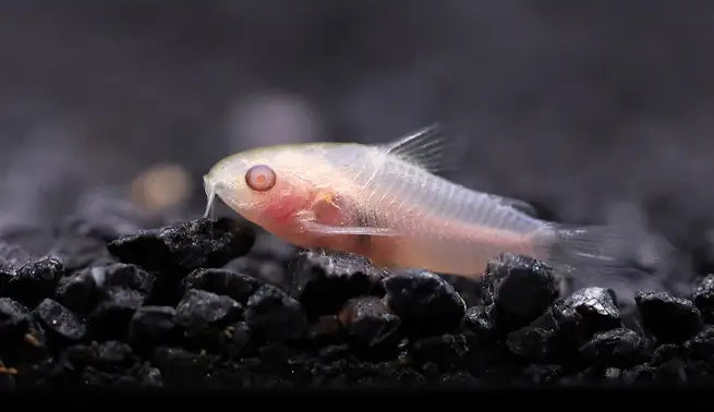 Albino pygmy cory - animals & pet supplies