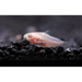 Albino pygmy cory - animals & pet supplies