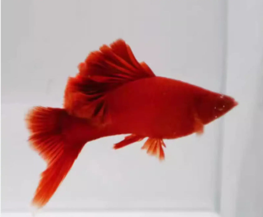 Albino red cauliflower swordtail - livestock