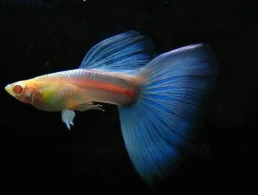 Albino sky blue guppy - livestock