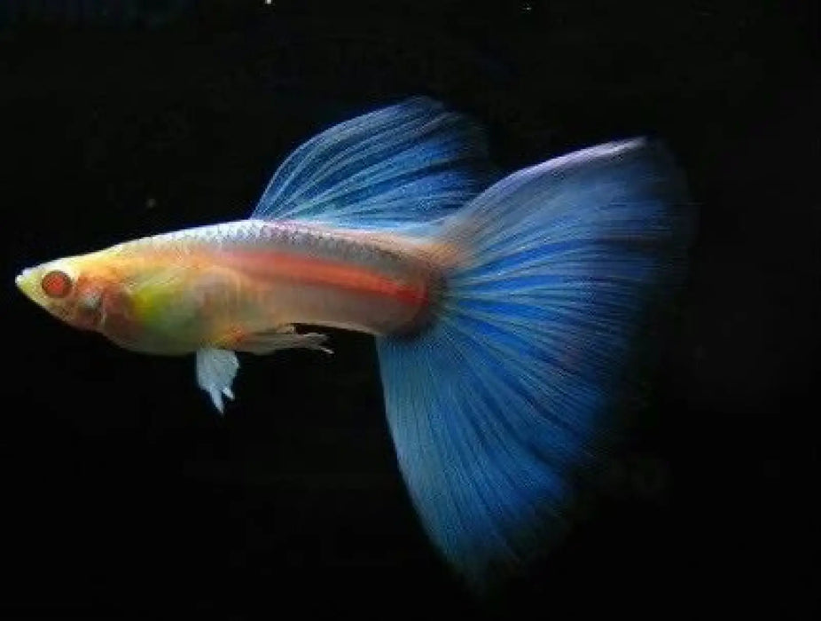 Albino sky blue guppy - livestock