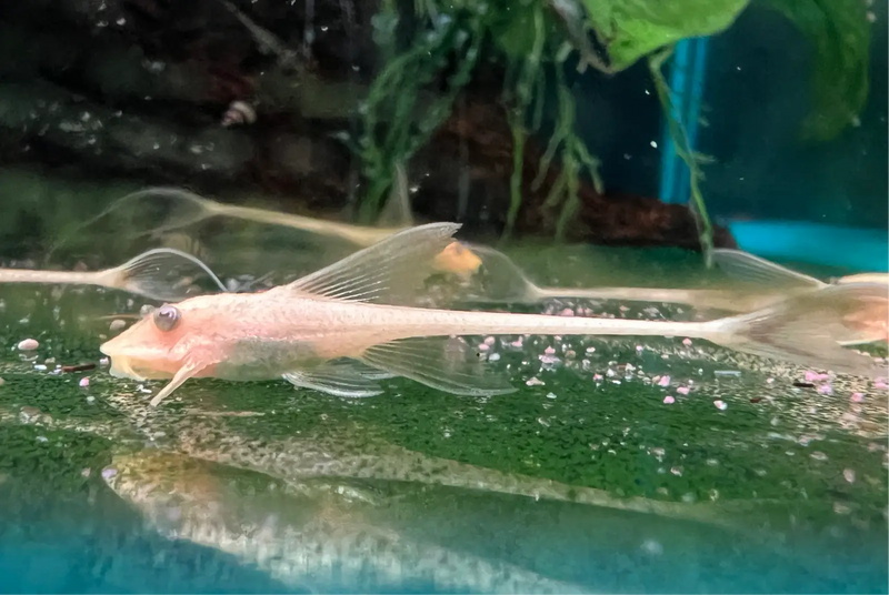 Albino Whiptail Catfish - Standard Size - Topick Aquarium