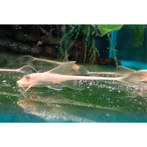 Albino whiptail catfish - livestock