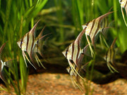 Altum Angelfish - Topick Aquarium