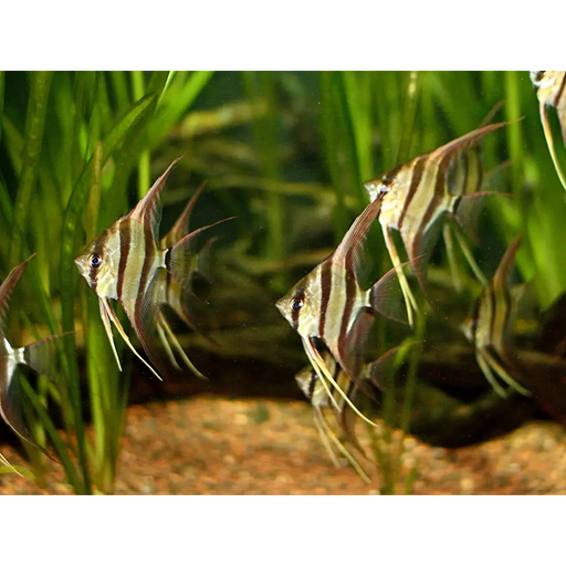 Altum angelfish - livestock