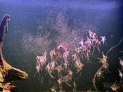 Altum Angelfish - Topick Aquarium